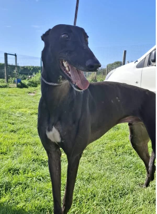 RUM (DECOY NIPPER), black male Greyhound for adoption at Home Run Hounds Greyhound Charity