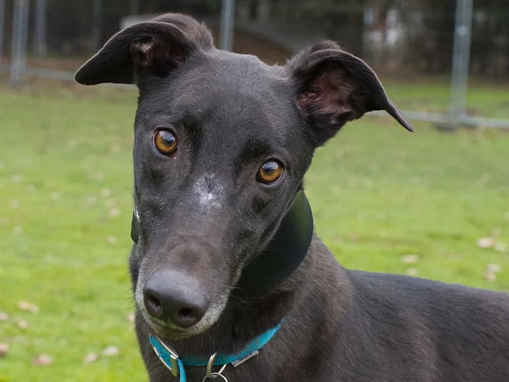 SAM (LIGHT FOOT SAMUEL), black male 4yo Greyhound for adoption at Home Run Hounds Greyhound Charity