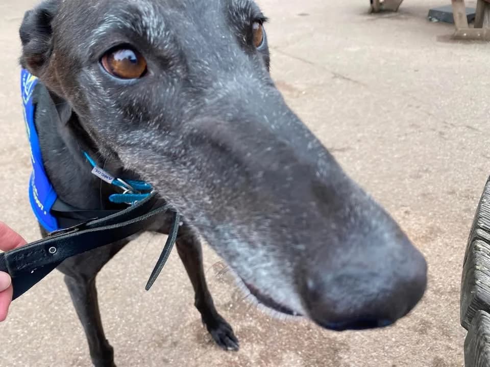 SANKA (STRAIGHT FIRE), black male Greyhound for adoption at Home Run Hounds Greyhound Charity