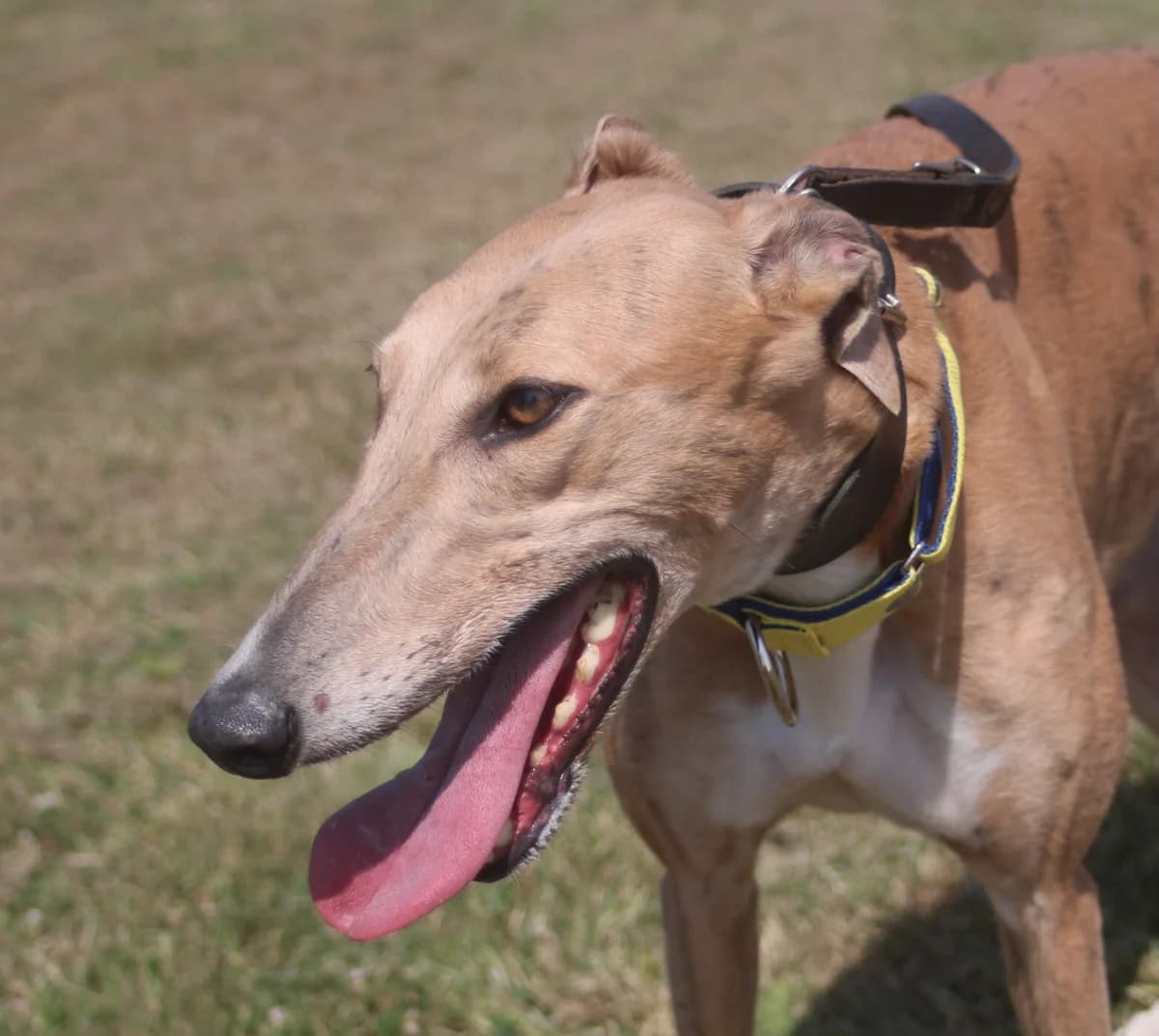 SARAH (EMERAL SARAH), blue brindle male Greyhound for adoption at Home Run Hounds Greyhound Charity