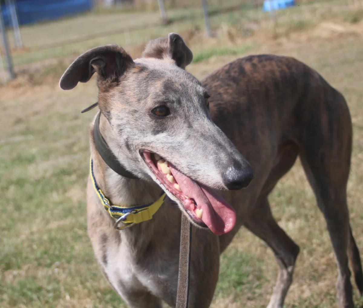 SEAN (MUSTANG GENERAL), blue brindle male Greyhound for adoption at Home Run Hounds Greyhound Charity