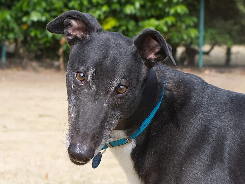 SHAY (WINDGAP SHAMAN), black male Greyhound for adoption at Home Run Hounds Greyhound Charity