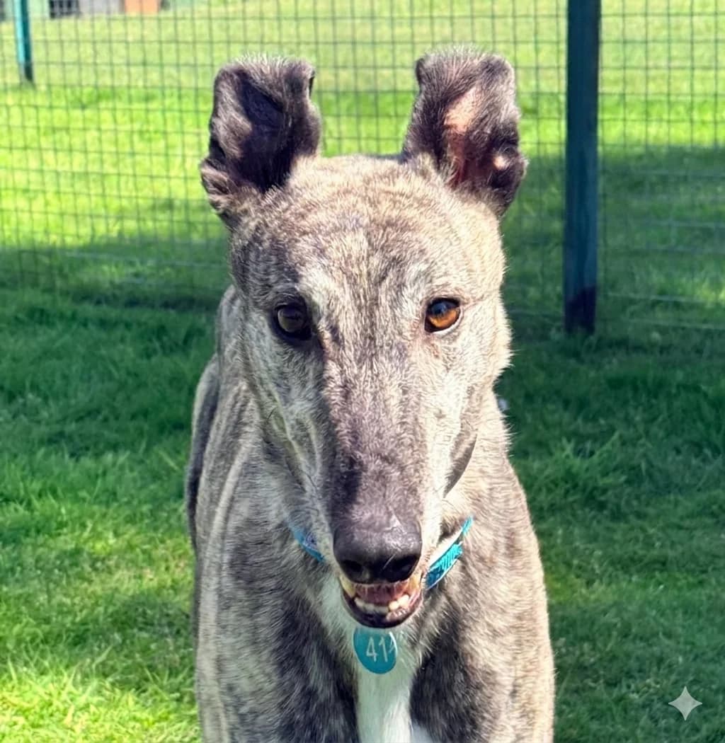 SILVER (HARWELL SILVER), Greyhound for adoption at Home Run Hounds Greyhound Charity
