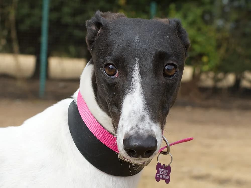 SNOWY (WINTERFIELD SNOW), white and black male young Greyhound for adoption at Home Run Hounds Greyhound Charity