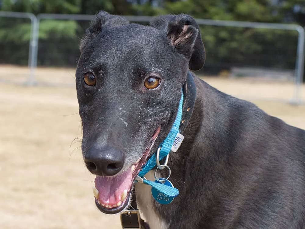 SONIC (CRAFTY DIABLO), black male 4yo Greyhound for adoption at Home Run Hounds Greyhound Charity