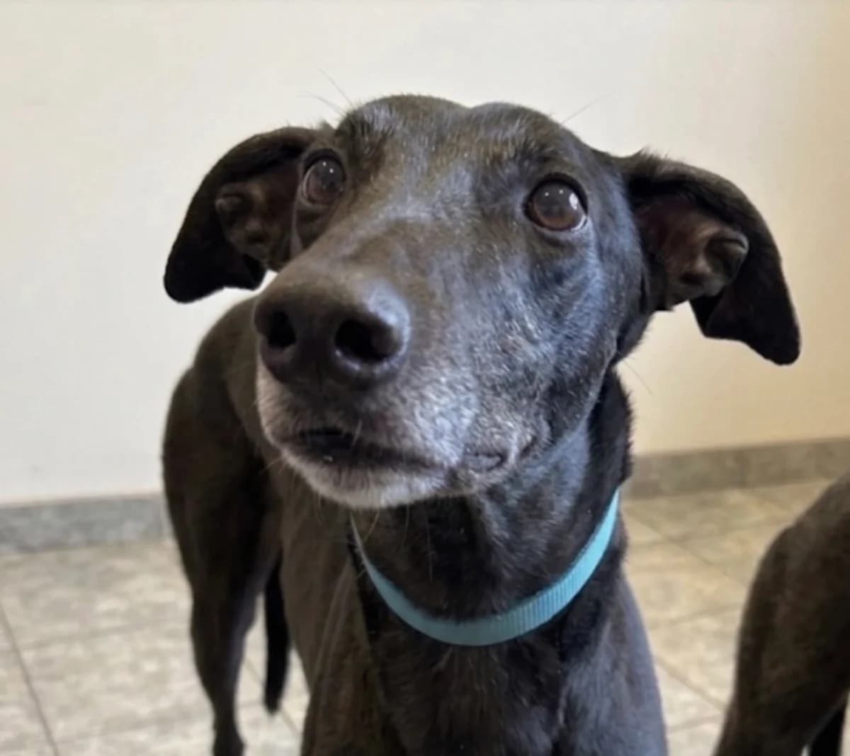 SONNY (LITVININENKO), black male Greyhound for adoption at Home Run Hounds Greyhound Charity
