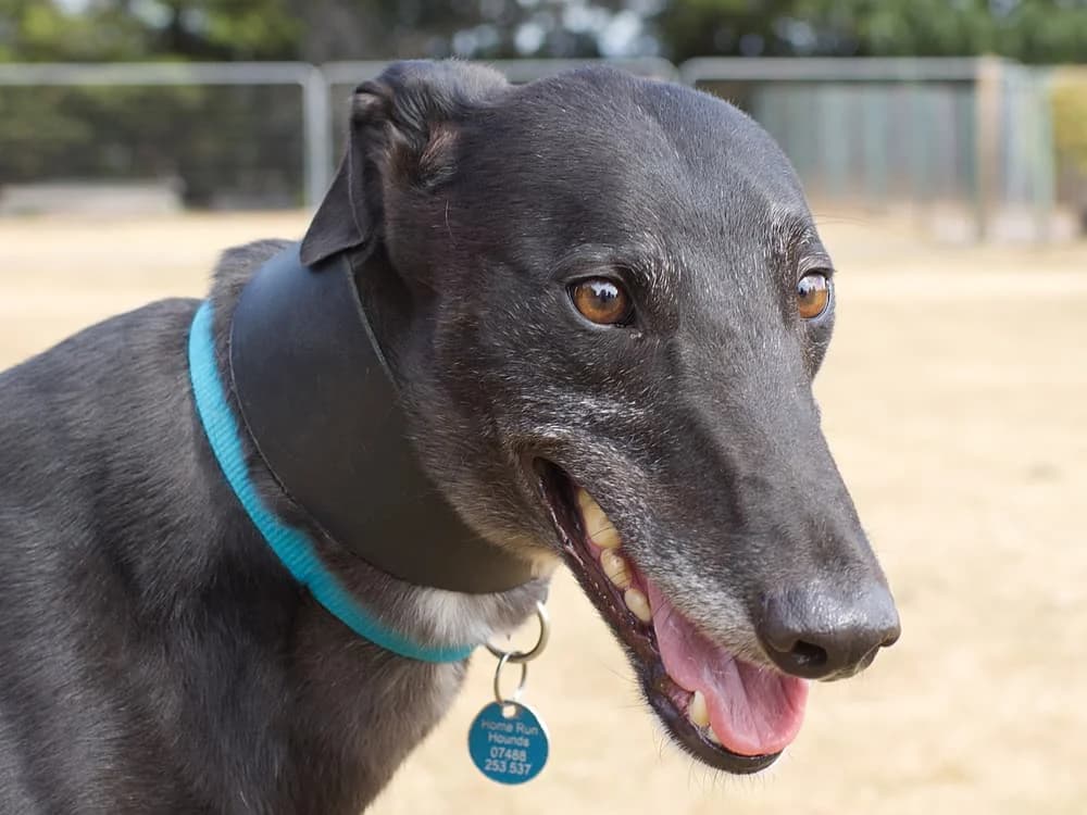 SPART (CLOVERS WARRIOR), black male 4yo Greyhound for adoption at Home Run Hounds Greyhound Charity