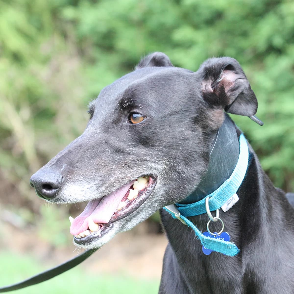 STAR (WICKLOW STAR), black male Greyhound for adoption at Home Run Hounds Greyhound Charity