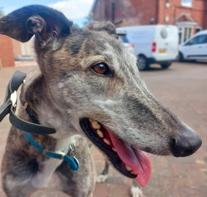 STORMY (MAYWEATHERBEAT), brindle male Greyhound for adoption at Home Run Hounds Greyhound Charity
