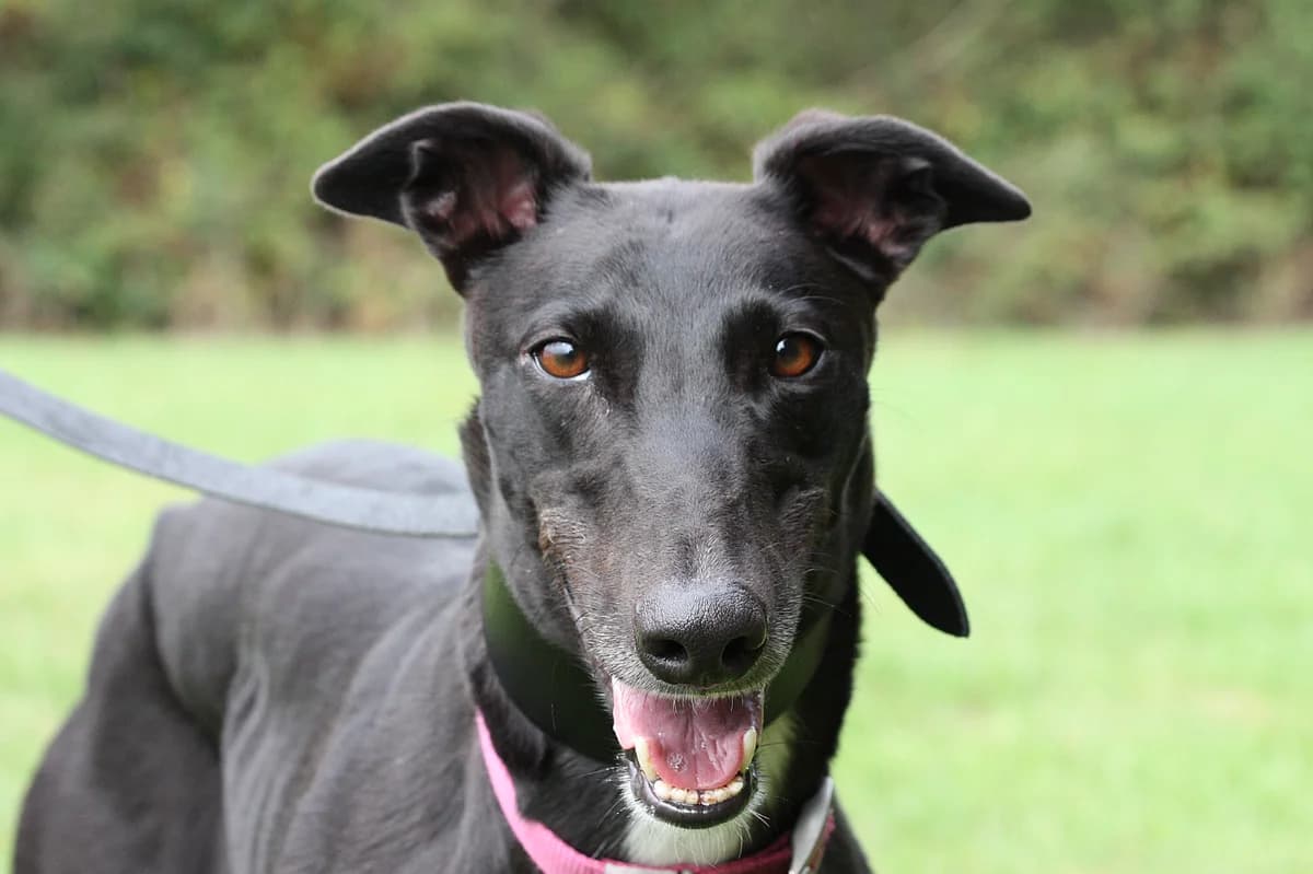 TESS (COMES A TIME), black male Greyhound for adoption at Home Run Hounds Greyhound Charity