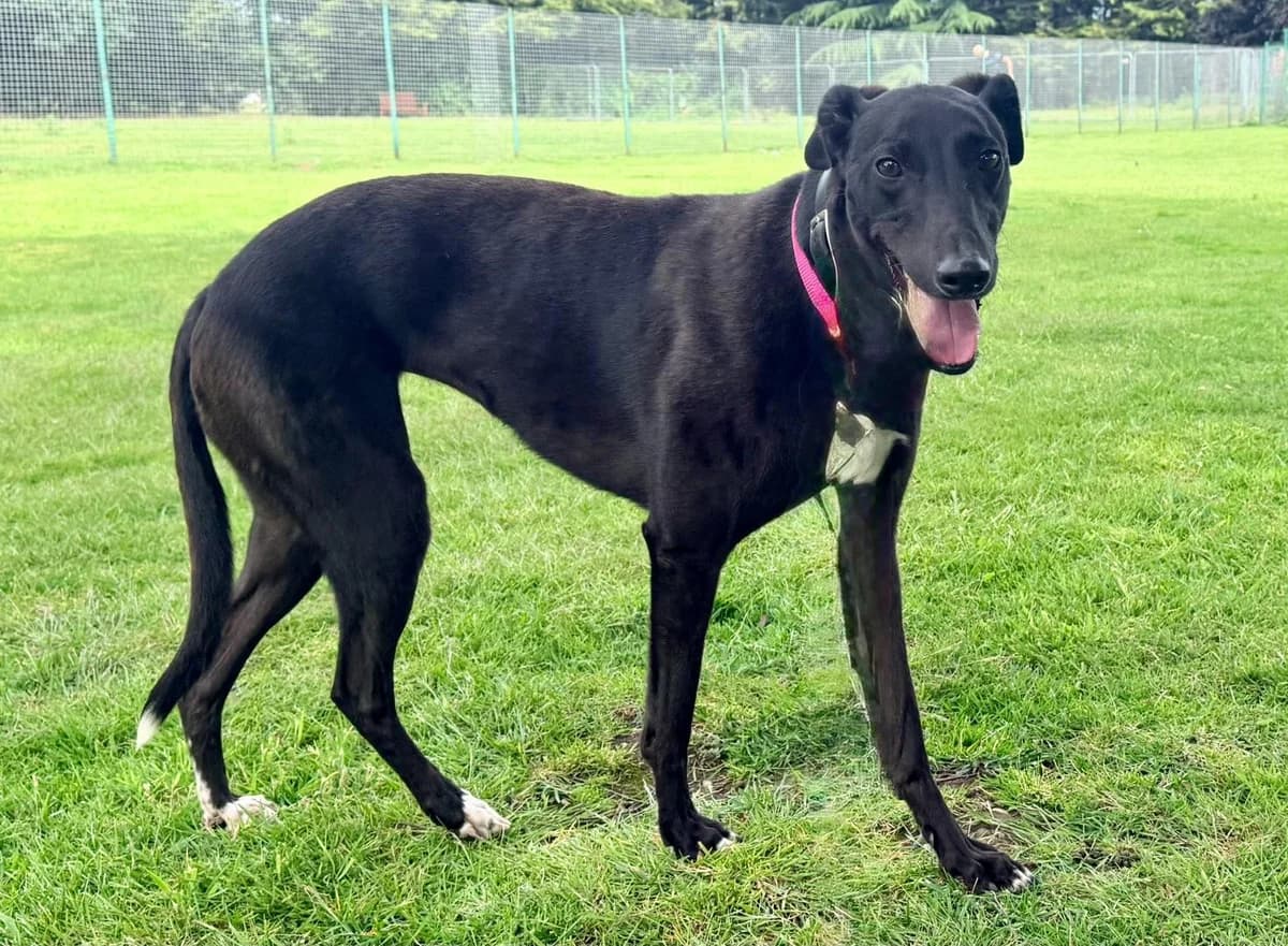 TILLY (RULE THEM ALL), black male Greyhound for adoption at Home Run Hounds Greyhound Charity