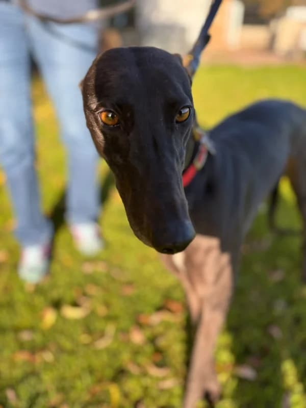 UNA (AERO UNION), black male Greyhound for adoption at Home Run Hounds Greyhound Charity