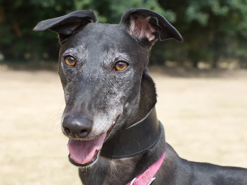 WINNIE (BURROWS BUZZ), black male 4yo Greyhound for adoption at Home Run Hounds Greyhound Charity