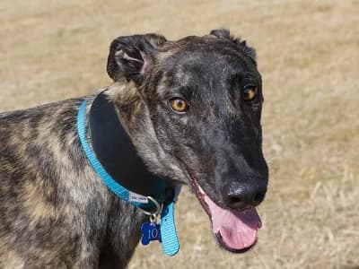 YOGI (BANDANA BEAR), brindle male Greyhound for adoption at Home Run Hounds Greyhound Charity