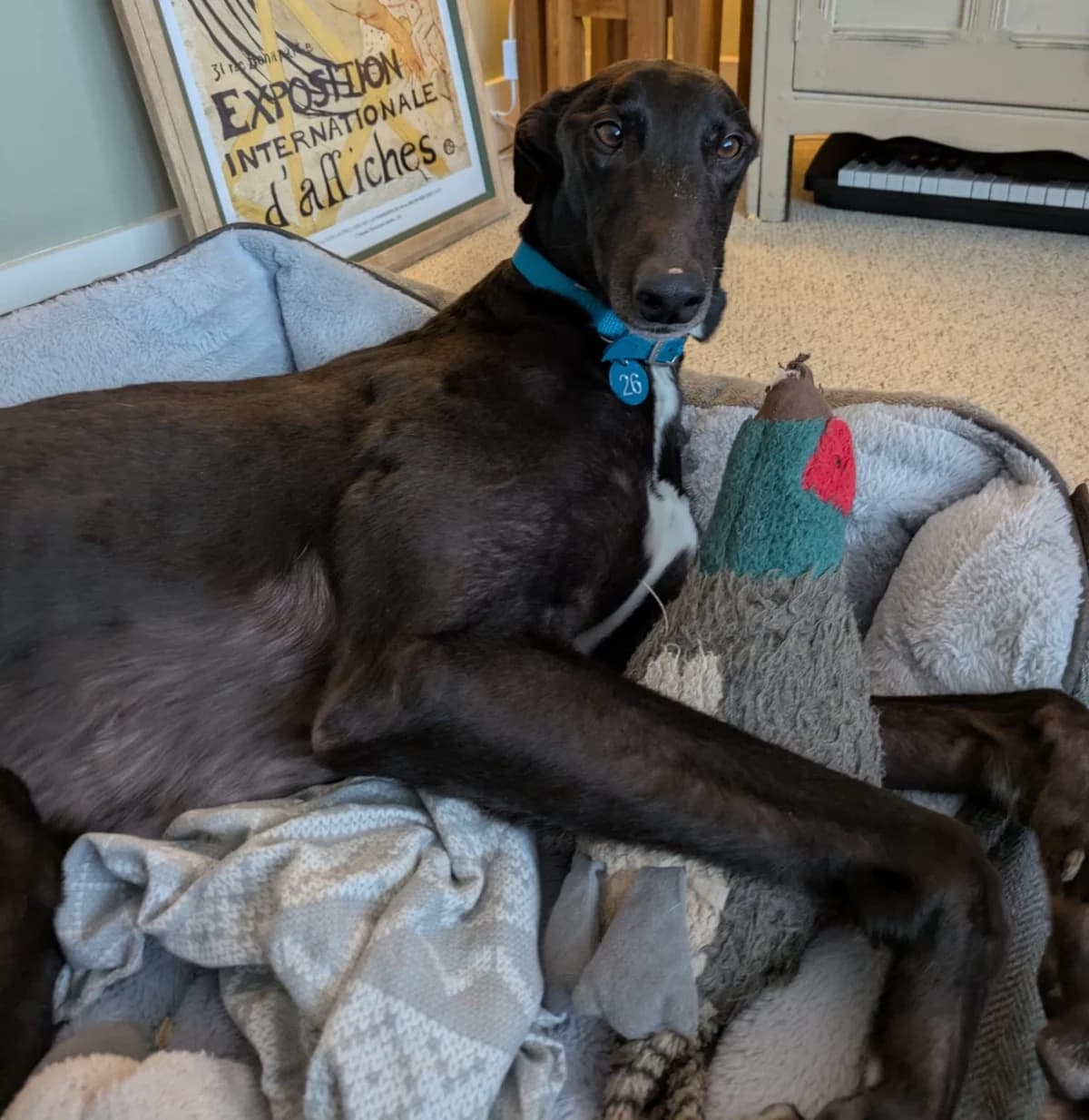 ZAP (FIRELY ZAP), black male 3yo Greyhound for adoption at Home Run Hounds Greyhound Charity