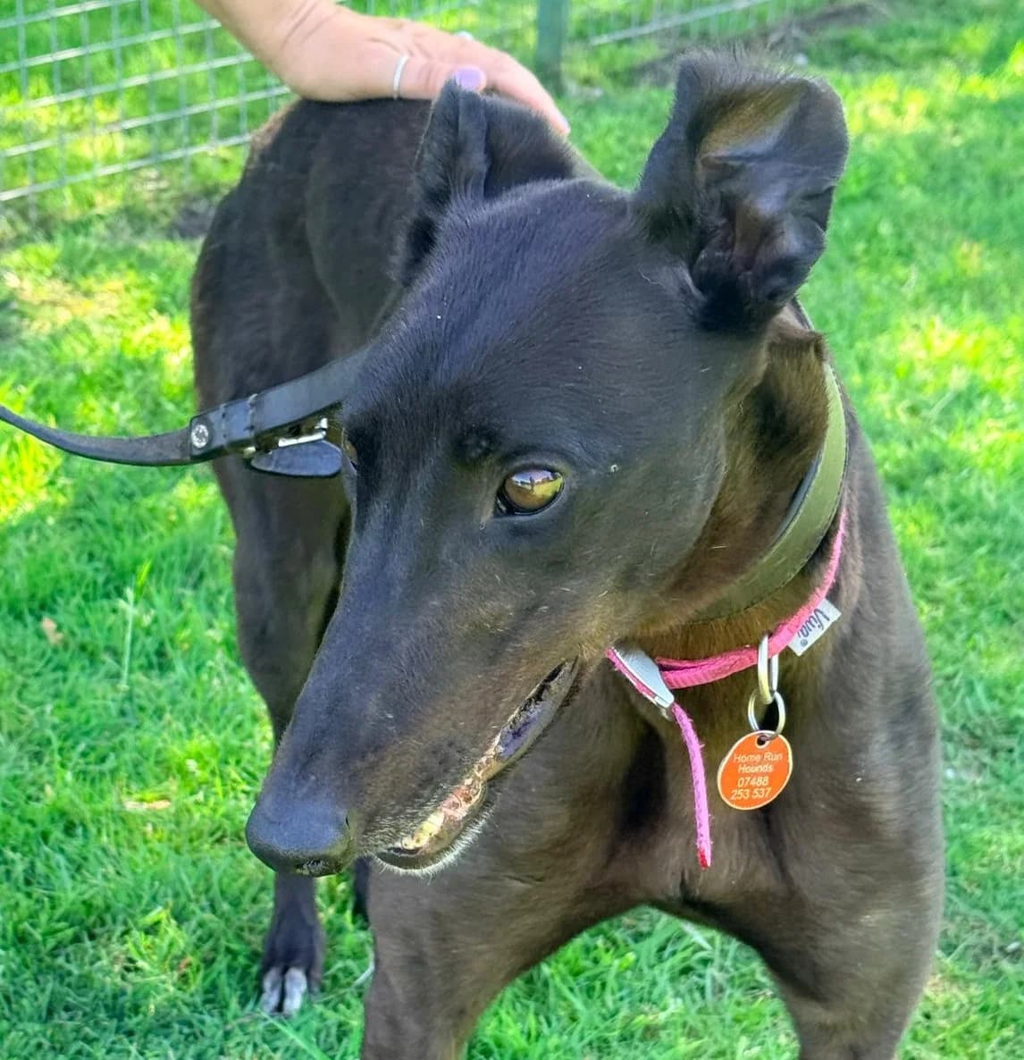 ZENA (ZOOS ZENA), black male 4yo Greyhound for adoption at Home Run Hounds Greyhound Charity