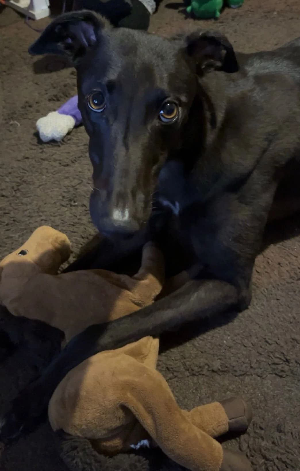 ZIGGY (AERO ZIGGY), black male Greyhound for adoption at Home Run Hounds Greyhound Charity