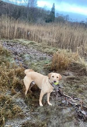 Bennett, male 5yo Labrador Retriever for adoption at Homealabrador