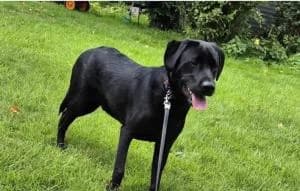 OSCAR, male puppy Labrador Retriever for adoption at Homealabrador