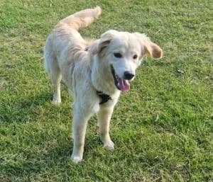 RENNA, female puppy Labrador Retriever for adoption at Homealabrador