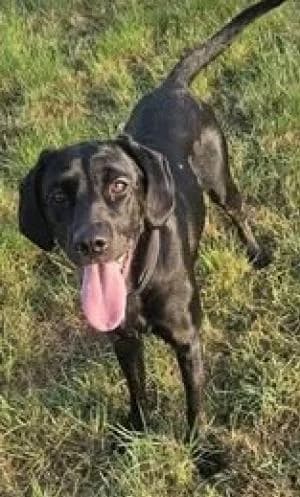 ROSIE, female young Labrador Retriever for adoption at Homealabrador