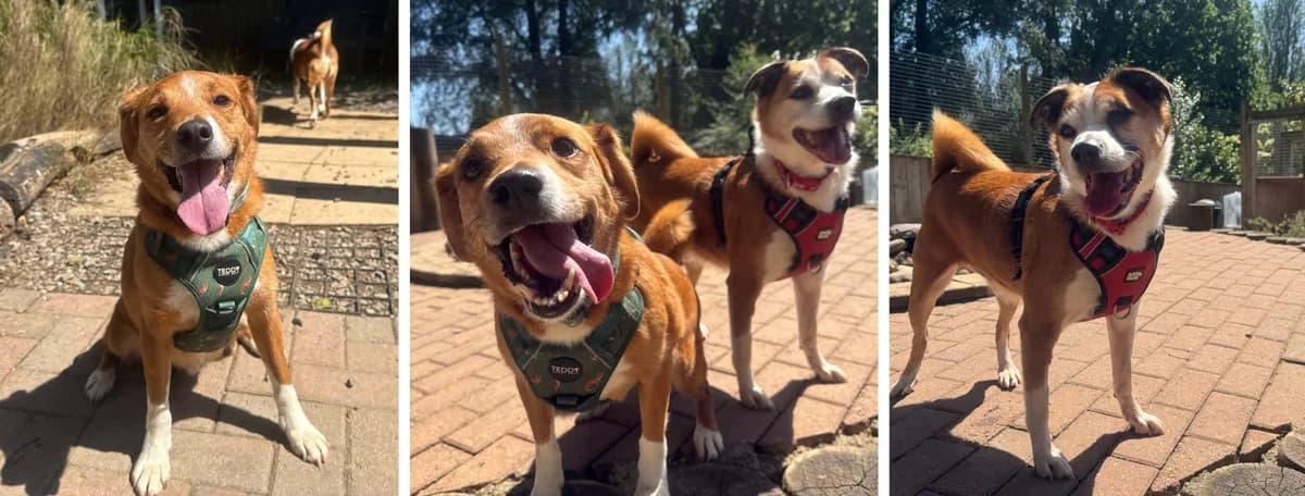 Adopt Ash and Brock, male 5yo Mixed Breed for adoption at Hope Rescue, Pontyclun