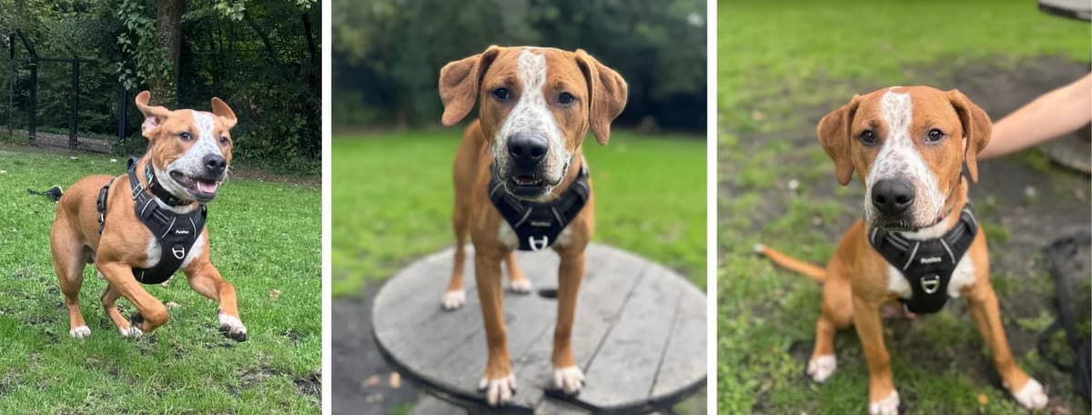 Adopt Astro, male puppy Mixed Breed for adoption at Hope Rescue, Pontyclun