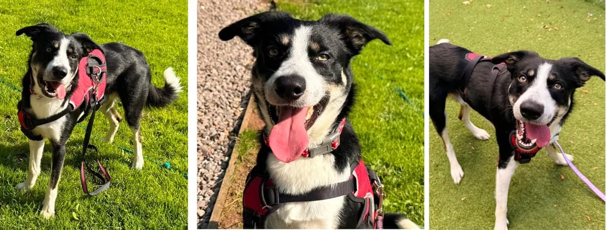 Adopt Battenburg, male young Mixed Breed for adoption at Hope Rescue, Pontyclun