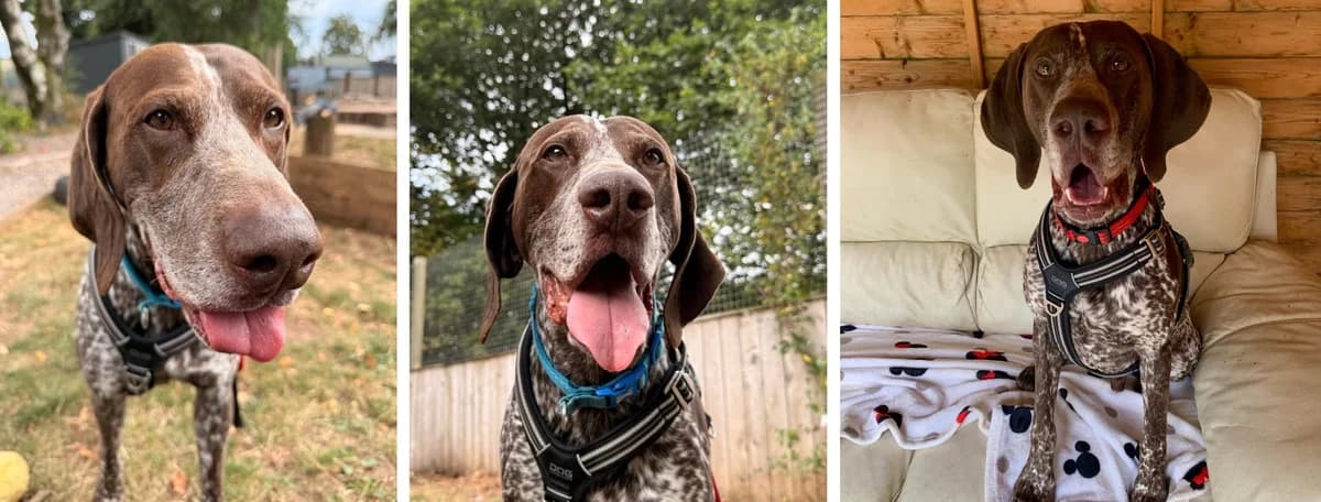 Adopt Bow, male 6yo Mixed Breed for adoption at Hope Rescue, Pontyclun
