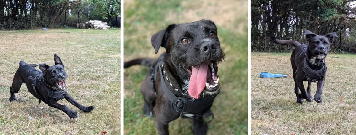 Adopt Brew, male young Mixed Breed for adoption at Hope Rescue, Pontyclun