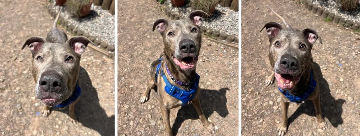 Adopt Butch, male senior Mixed Breed for adoption at Hope Rescue, Pontyclun