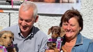 Adopt Casper, male puppy Mixed Breed for adoption at Hope Rescue, Pontyclun