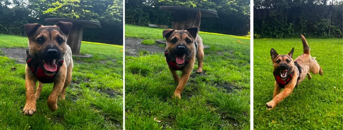 Adopt Clove, female young Mixed Breed for adoption at Hope Rescue, Pontyclun