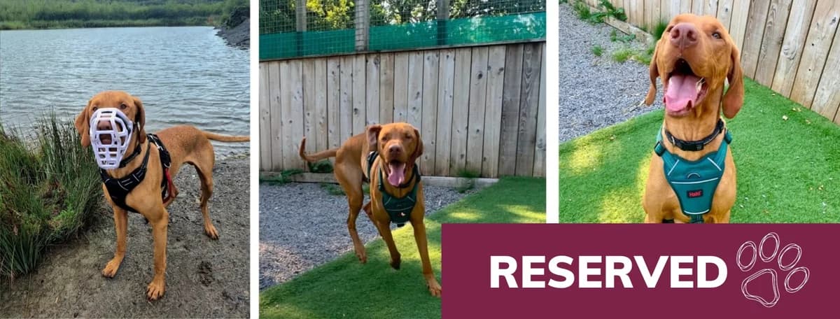 Adopt Cobalt, male young Mixed Breed for adoption at Hope Rescue, Pontyclun