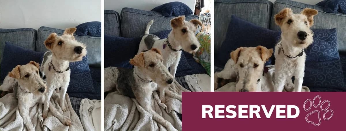 Adopt Cullen and Swann, female 7yo Mixed Breed for adoption at Hope Rescue, Pontyclun
