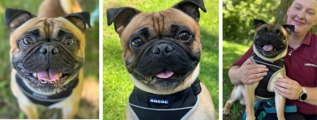 Adopt Dr. Watson, male 4yo Mixed Breed for adoption at Hope Rescue, Pontyclun