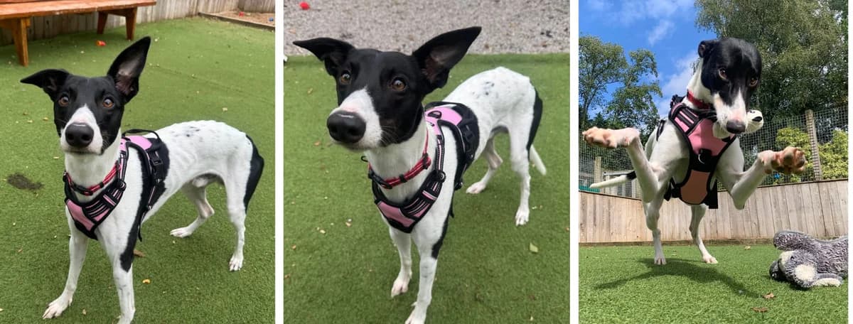 Adopt Eclipse, male young Mixed Breed for adoption at Hope Rescue, Pontyclun