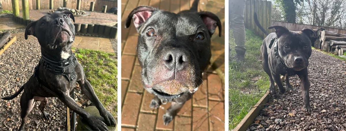 Adopt Gabriel, male 4yo Mixed Breed for adoption at Hope Rescue, Pontyclun