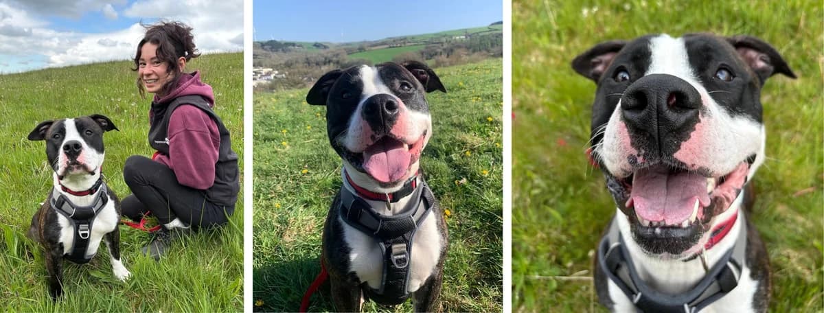 Adopt Glen Coco, male young Mixed Breed for adoption at Hope Rescue, Pontyclun