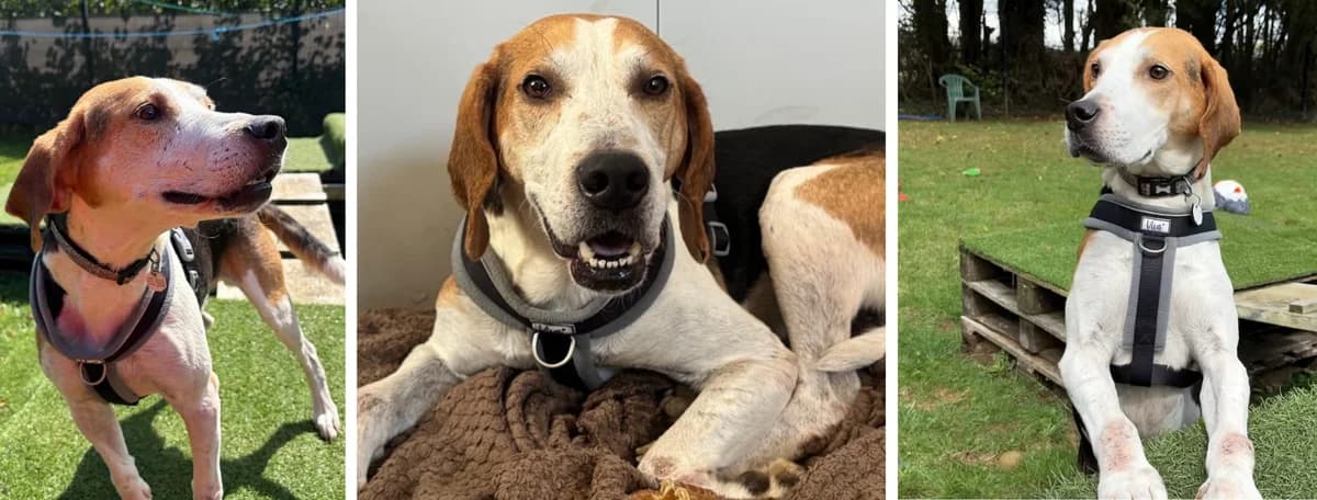 Adopt Hovis, male 6yo Mixed Breed for adoption at Hope Rescue, Pontyclun