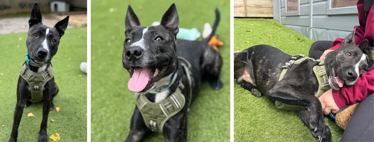 Adopt Jean-Paul, male puppy Mixed Breed for adoption at Hope Rescue, Pontyclun