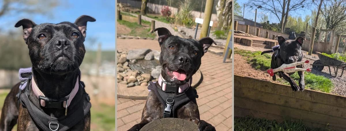 Adopt Jessie, female Mixed Breed for adoption at Pontyclun