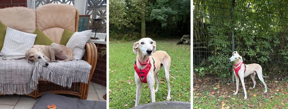 Adopt Lando, male senior Mixed Breed for adoption at Hope Rescue, Pontyclun
