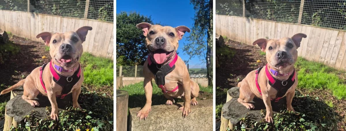 Adopt Lisa, female 3yo Mixed Breed for adoption at Hope Rescue, Pontyclun