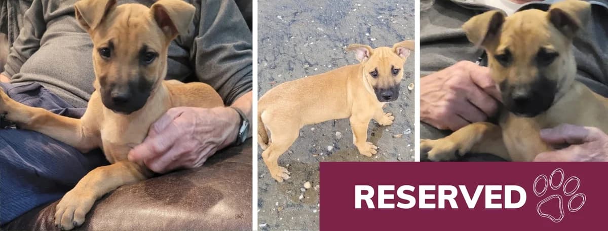Adopt Littlefoot, male Mixed Breed for adoption at Hope Rescue, Pontyclun