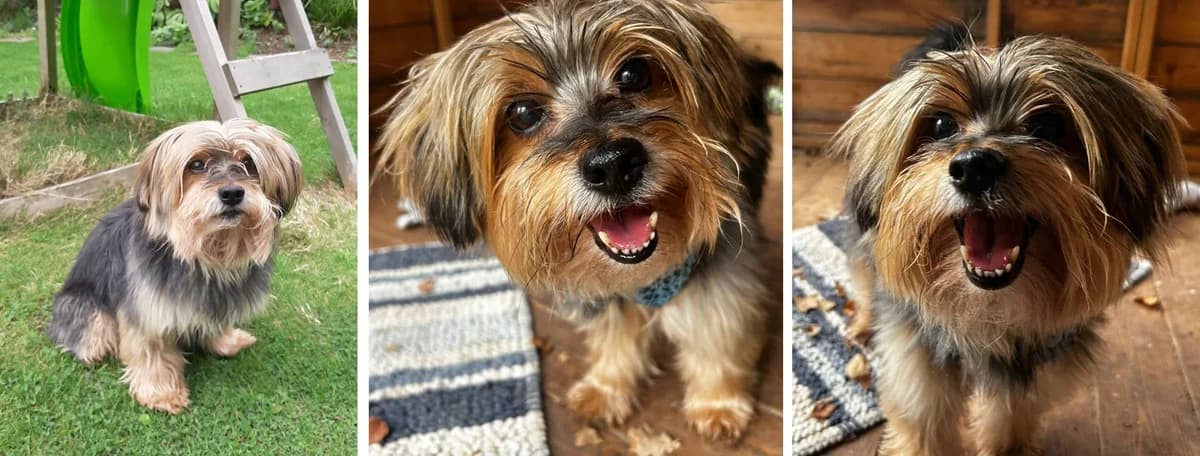 Adopt Ludo, male senior Mixed Breed for adoption at Hope Rescue, Pontyclun