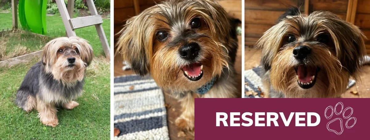 Adopt Ludo, male senior Mixed Breed for adoption at Hope Rescue, Pontyclun