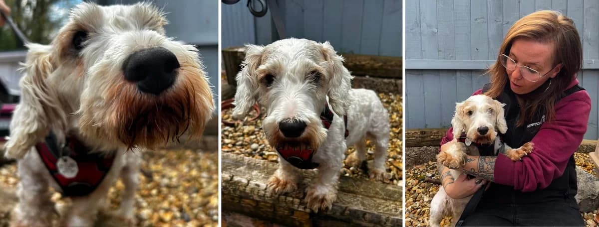 Adopt Maple, female 7yo Mixed Breed for adoption at Hope Rescue, Pontyclun