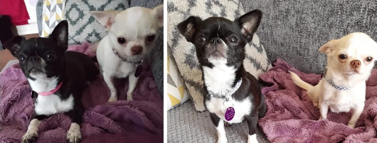 Adopt Meme and Leah, female senior Mixed Breed for adoption at Hope Rescue, Pontyclun