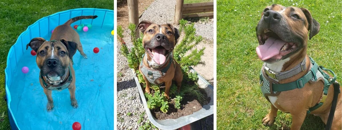 Adopt Mia, female 3yo Mixed Breed for adoption at Hope Rescue, Pontyclun